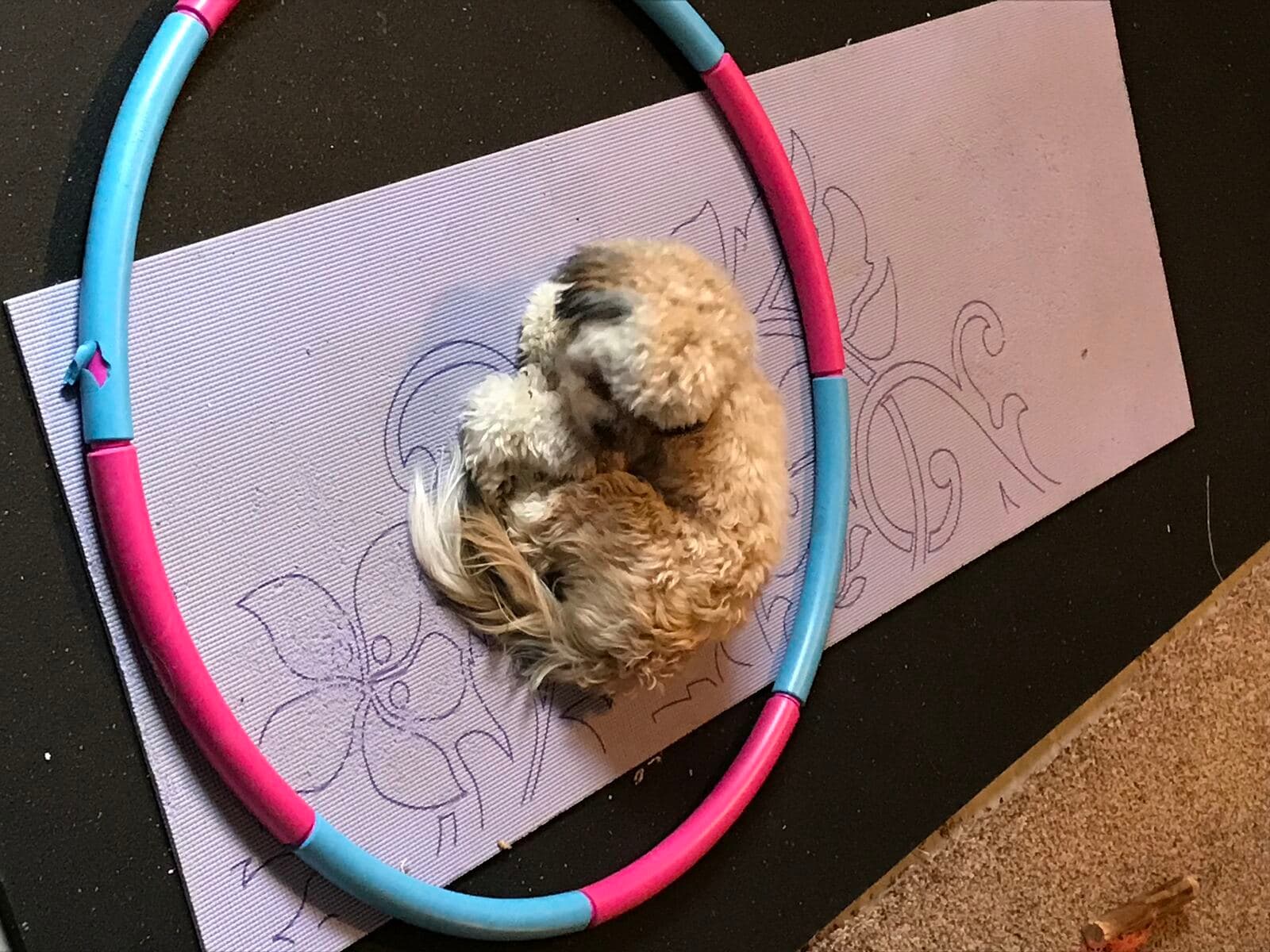 Dodger the Teddy Bear dog curled asleep inside a hula hoop on a yoga mat