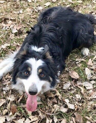 Nala, a border-collie type dog, lying in the leaves with her tongue out