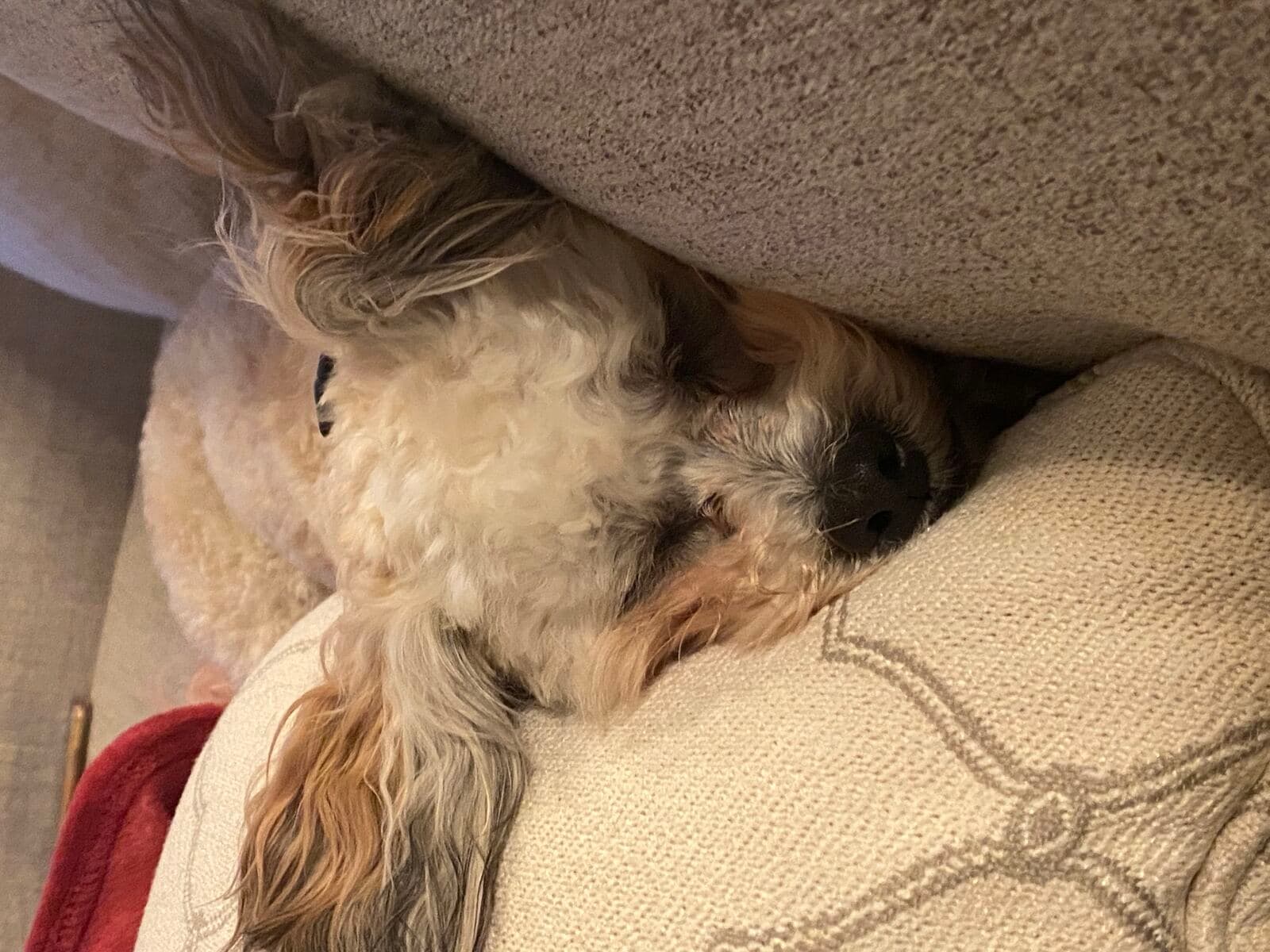 Winnie the Teddy Bear dog snoozing wedged between couch cushions