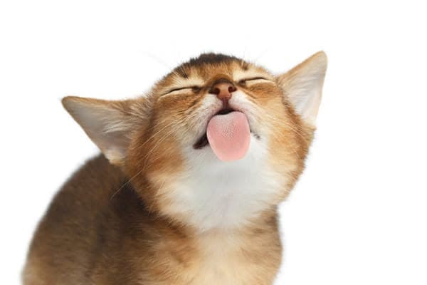 Ginger kitten mid-lick, eyes closed