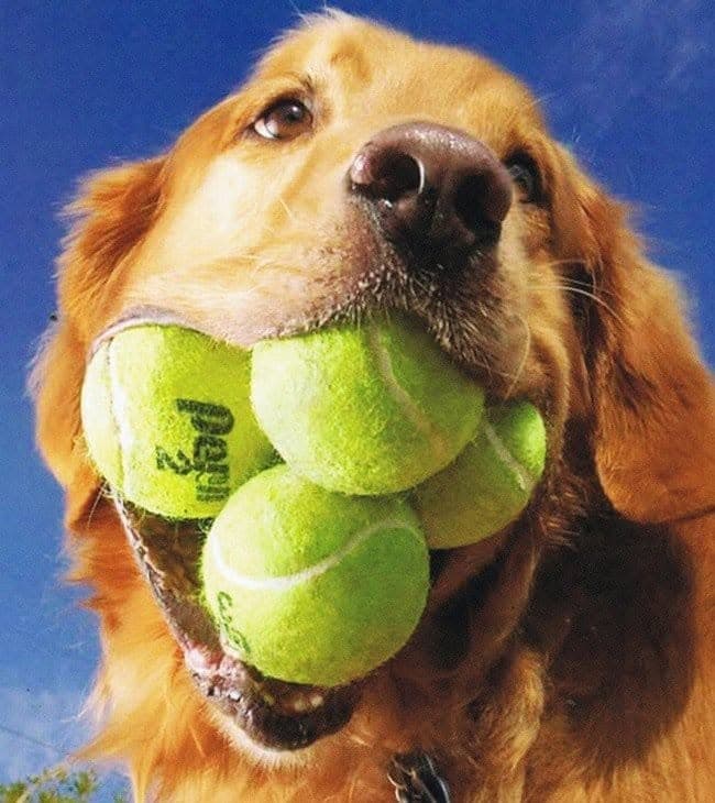Golden retriever with four tennis balls in its mouth