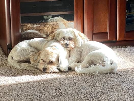 Two white fluffy dogs napping together in a sunbeam