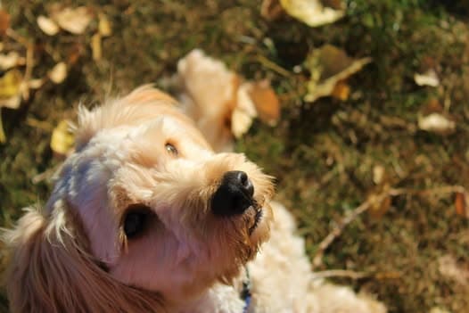 Cream doodle looking up from the fall leaves