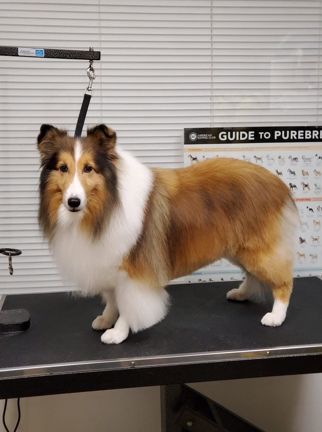 Sheltie standing show-ready on the grooming table