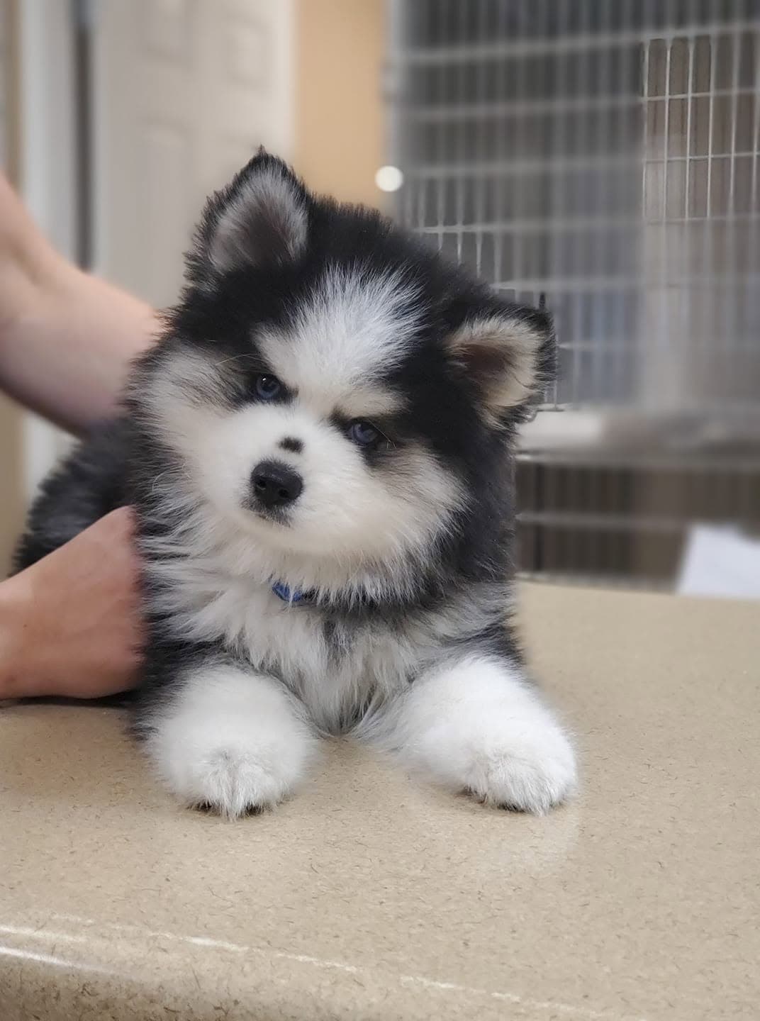 Fluffy black and white husky-cross puppy lying on the exam table