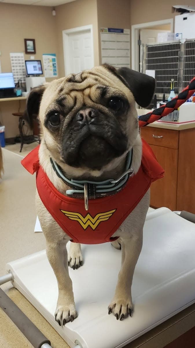 Pug in a Wonder Woman harness standing on the scale