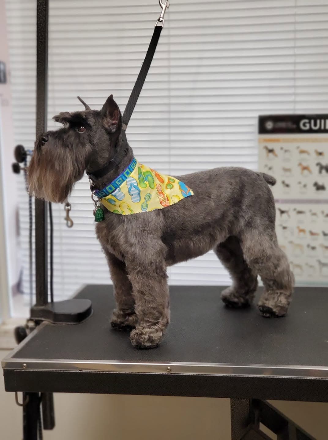 Schnauzer standing sharp after a full groom, flip-flop bandana on