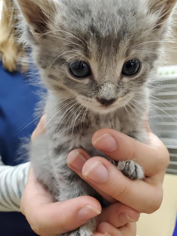 Tiny grey kitten cupped in two hands
