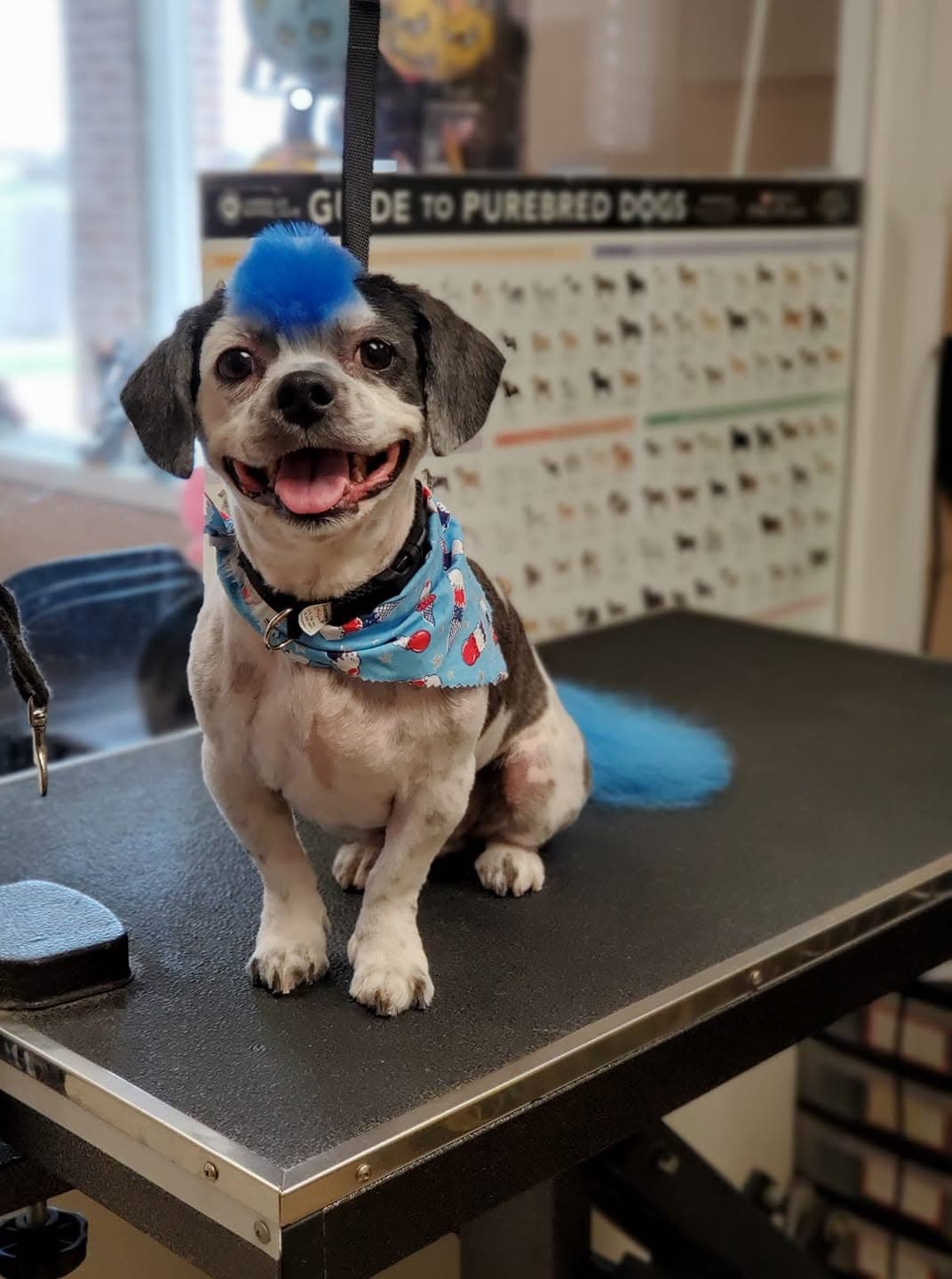Shih-tzu mix rocking a blue mohawk and matching tail