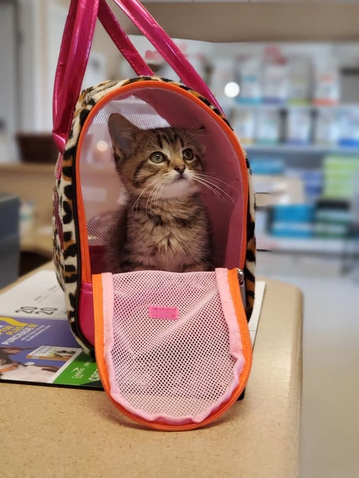 A tabby kitten waits in her carrier at the front desk