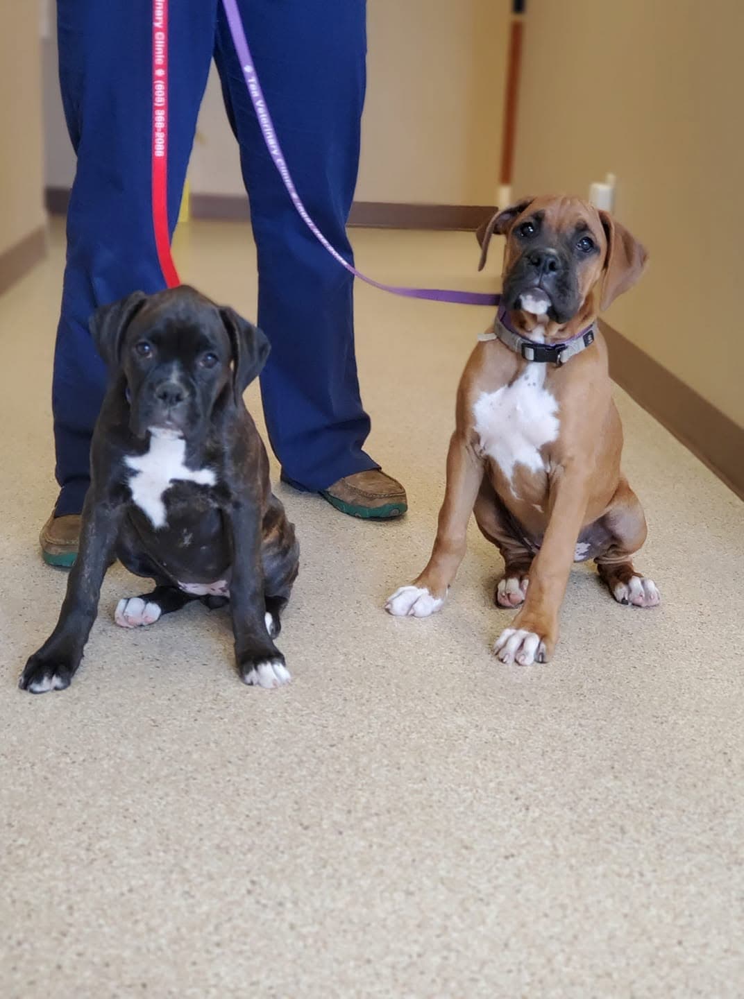 Two boxer puppies on Tea Veterinary Clinic leashes in the hallway