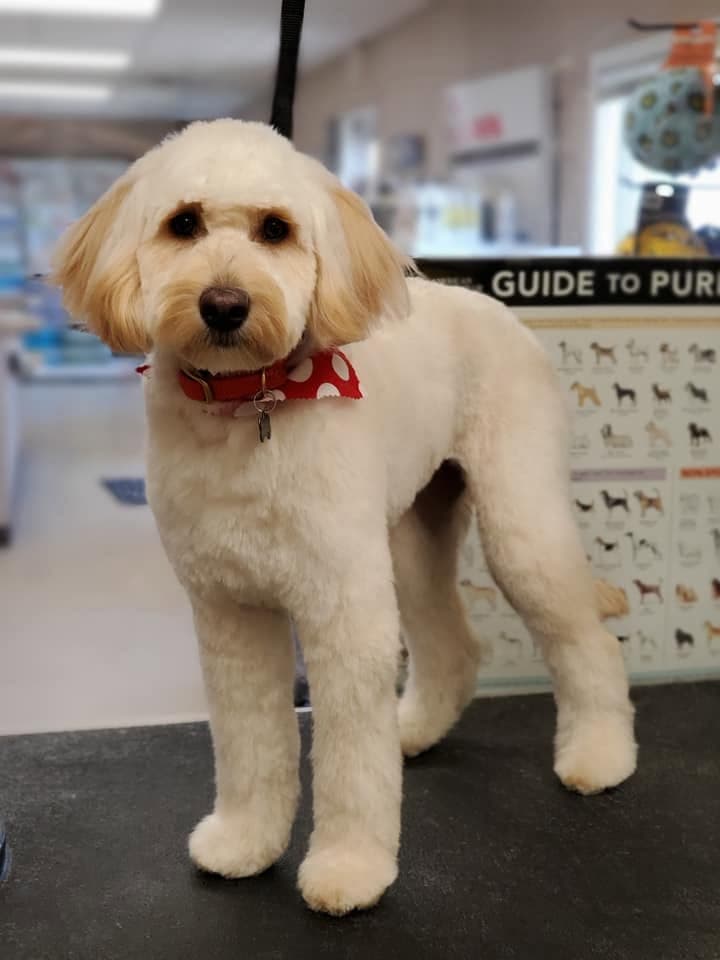 Cream goldendoodle in a red polka-dot bandana standing on the grooming table