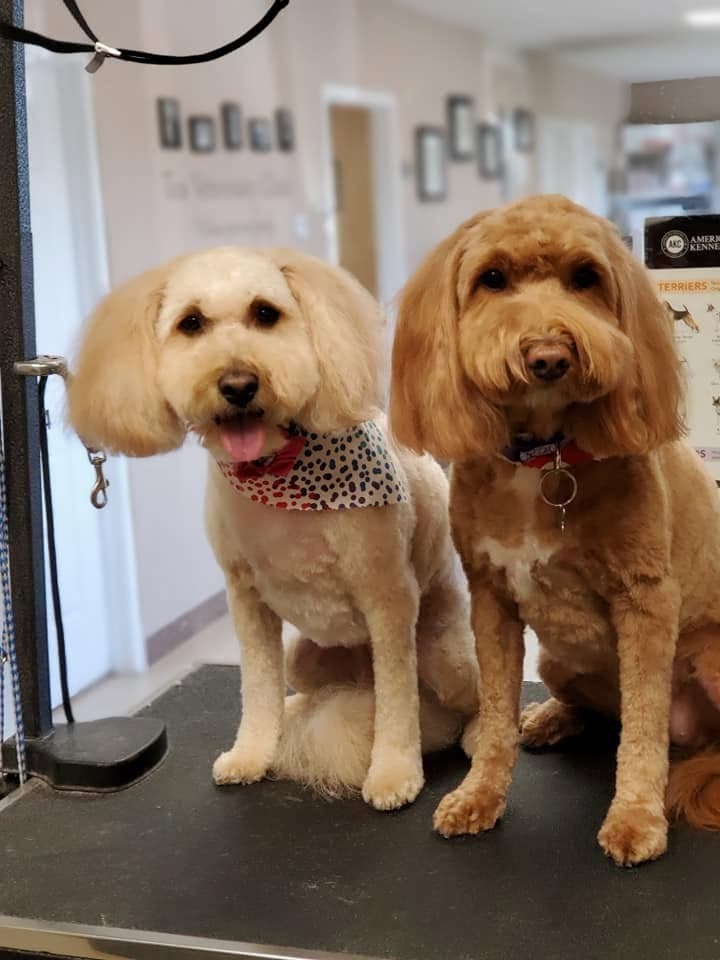 Two doodles side by side after their appointment