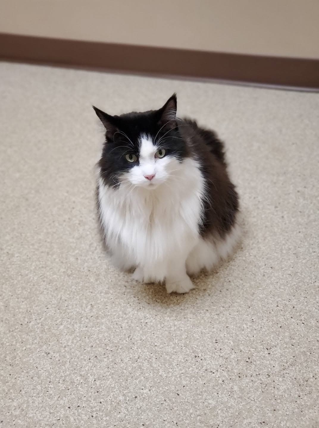 Long-haired black and white cat sitting on the clinic floor