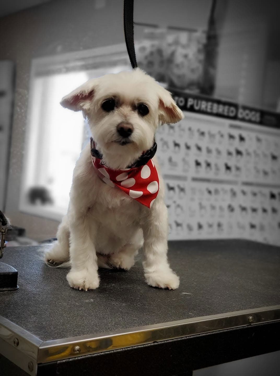 Small white dog in a red polka-dot bandana