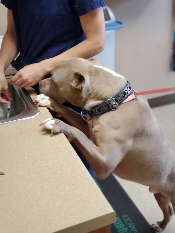 Paws up at the treatment counter