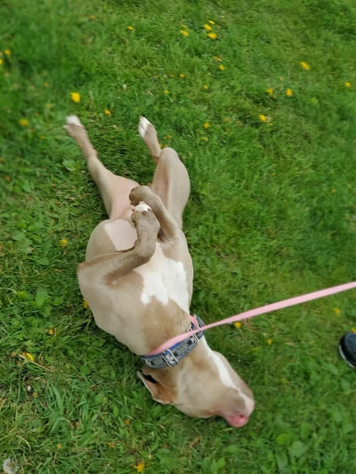 Tan and white dog rolling in the grass on a walk break