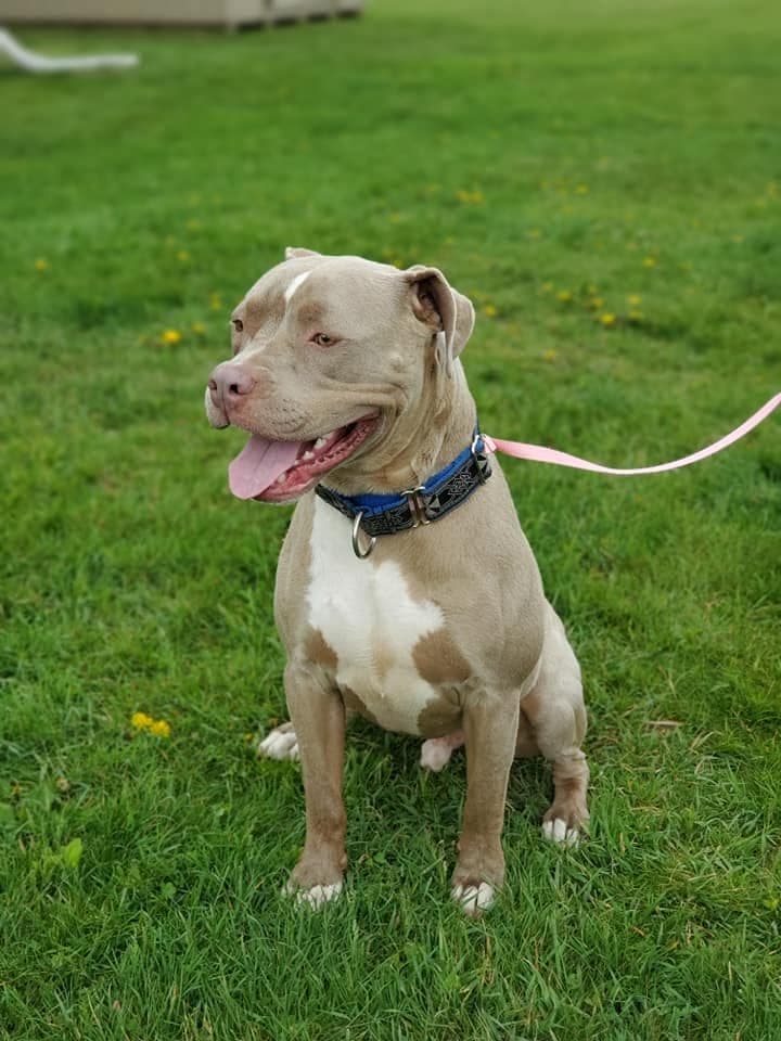 Tan pit-mix sitting proud in the grass