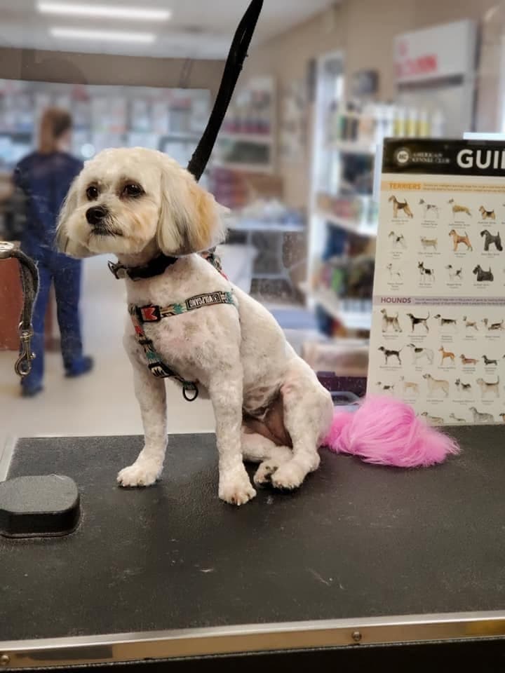 Shih-poo with a pink-dyed tail sitting pretty