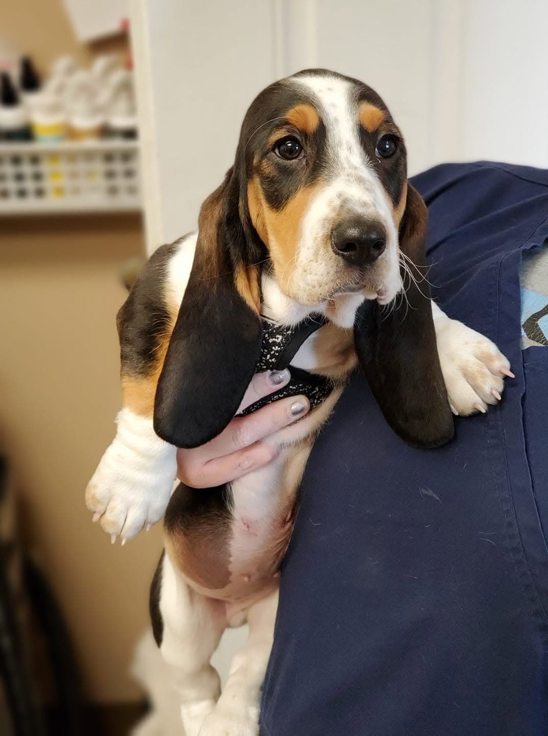 Tri-color basset hound puppy held against a navy shirt