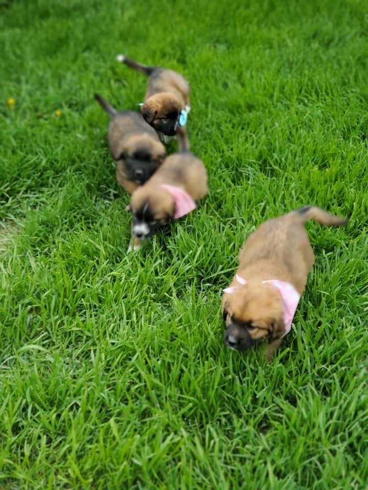A parade of puppies with pink bows crossing the lawn