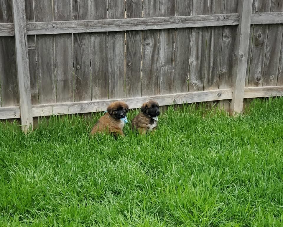 Two fluffy puppies sitting by the fence