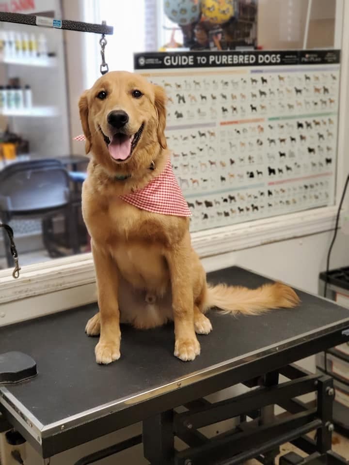 Golden retriever fresh off the grooming table in a red gingham bandana