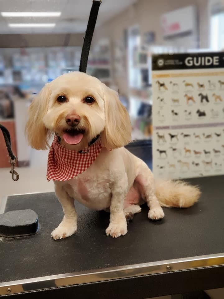 Cream doodle-mix in a red gingham bandana, freshly trimmed