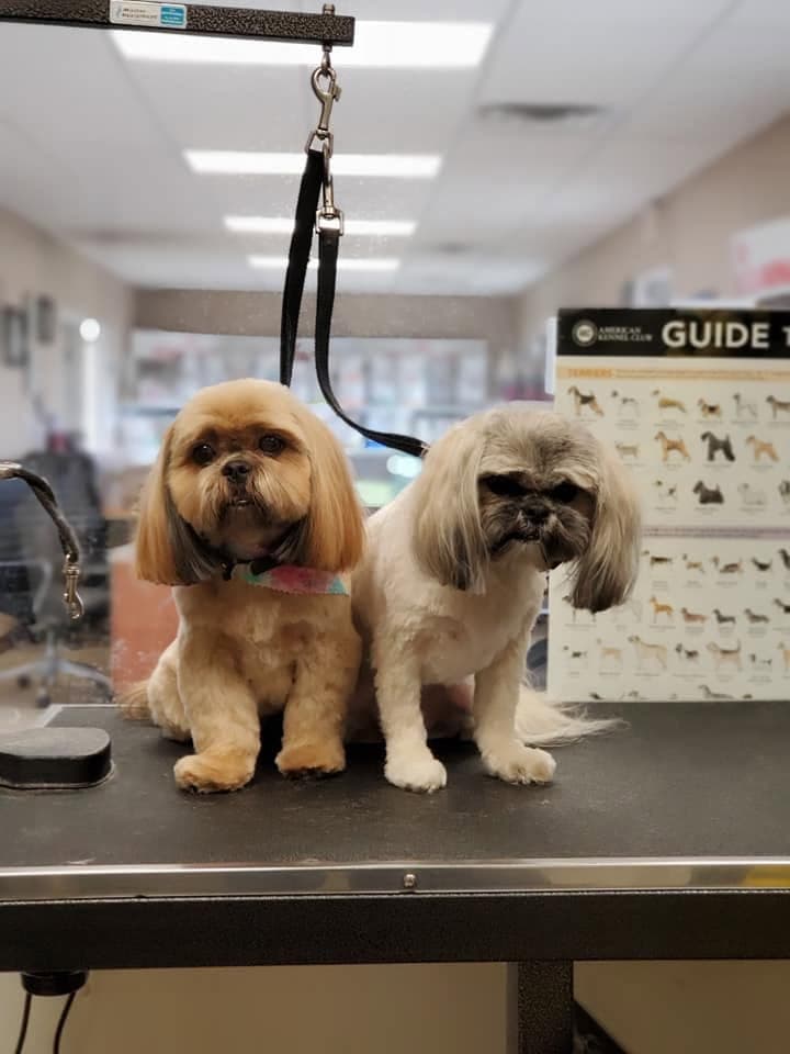 Two shih-tzus sharing the table after matching trims