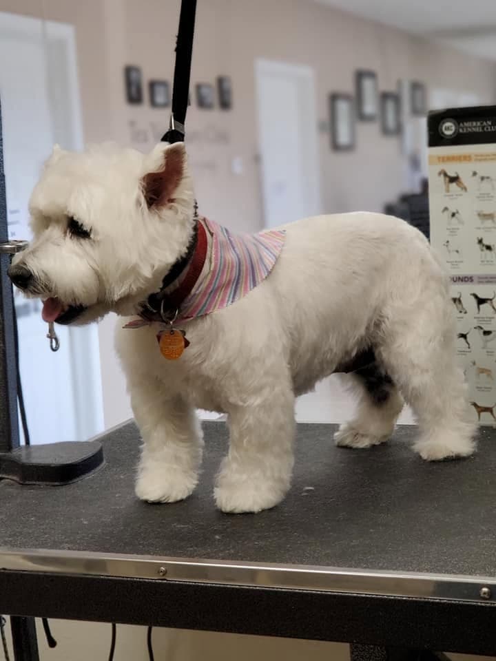 West Highland terrier in a striped bandana after a trim