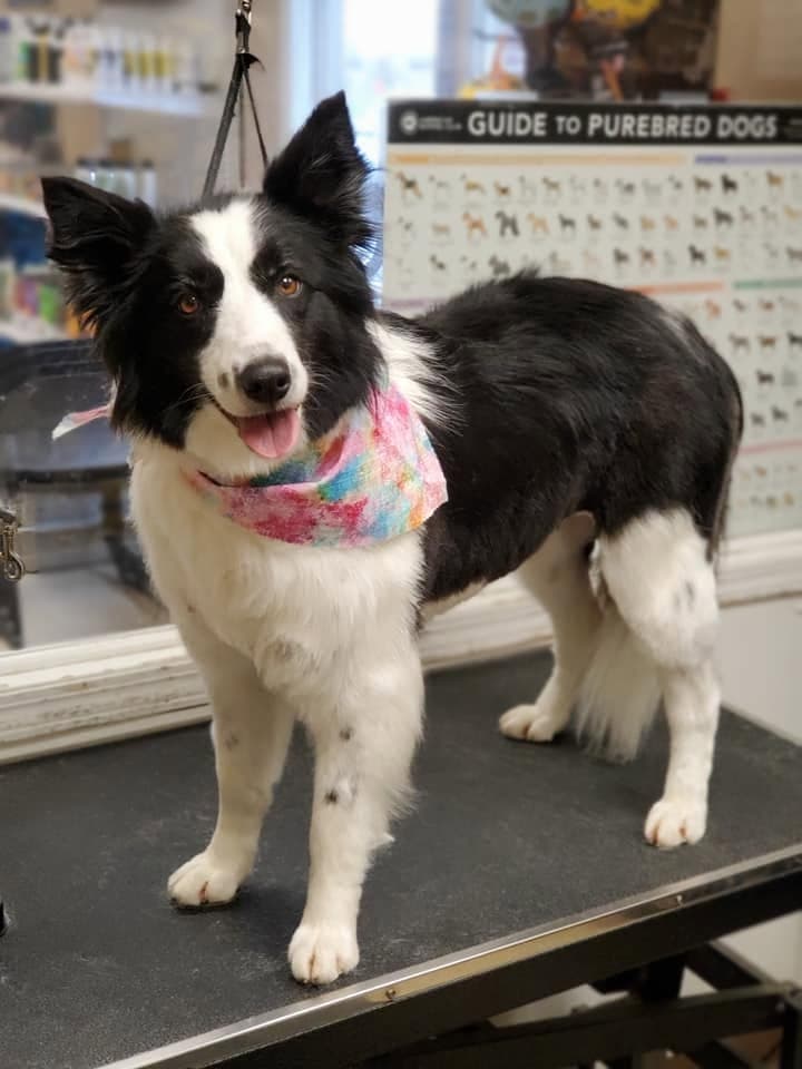Border collie in a tie-dye bandana on the grooming table