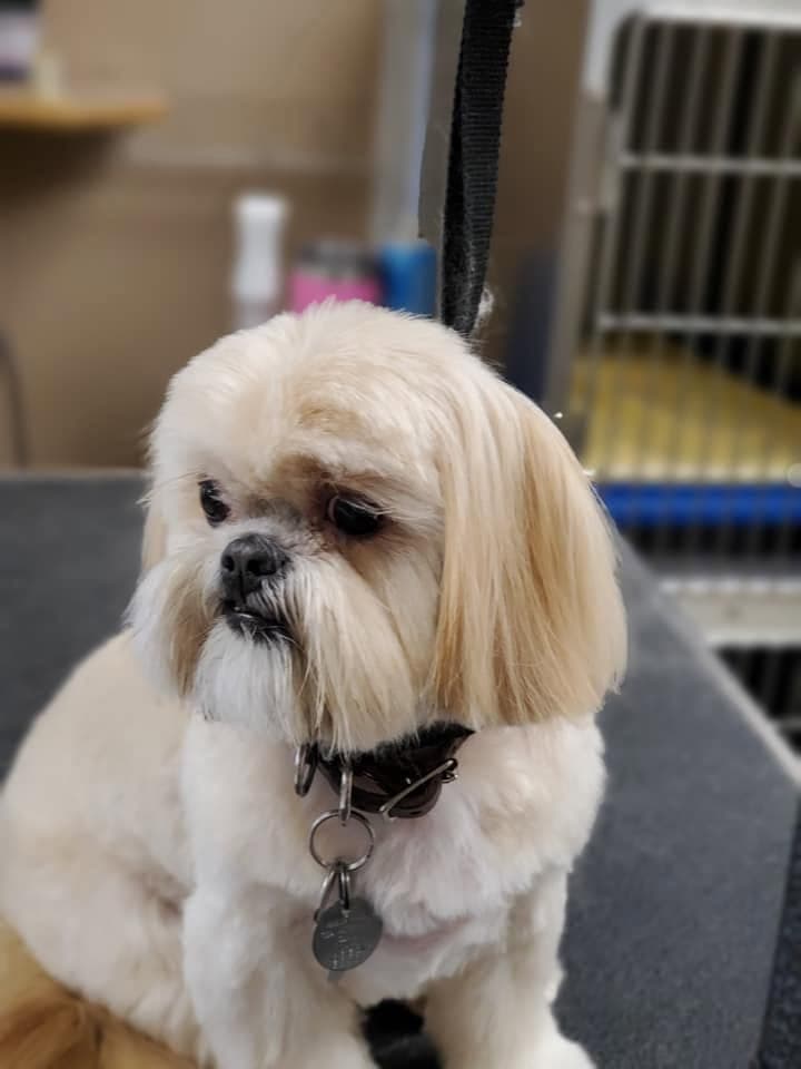 Cream shih-tzu with a perfect round trim