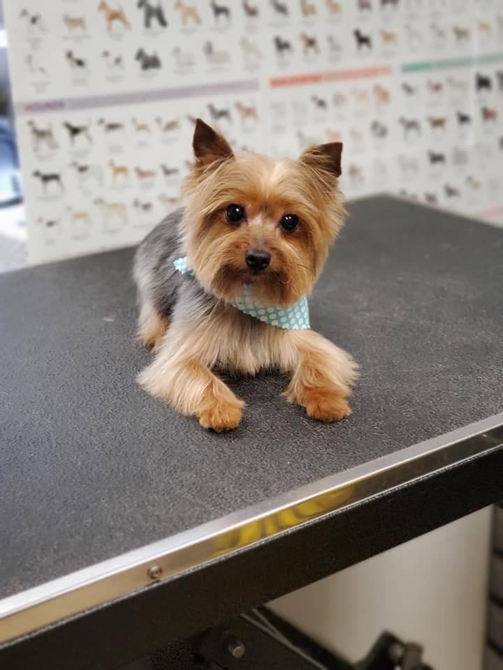 Yorkie lying down in a teal polka-dot bandana