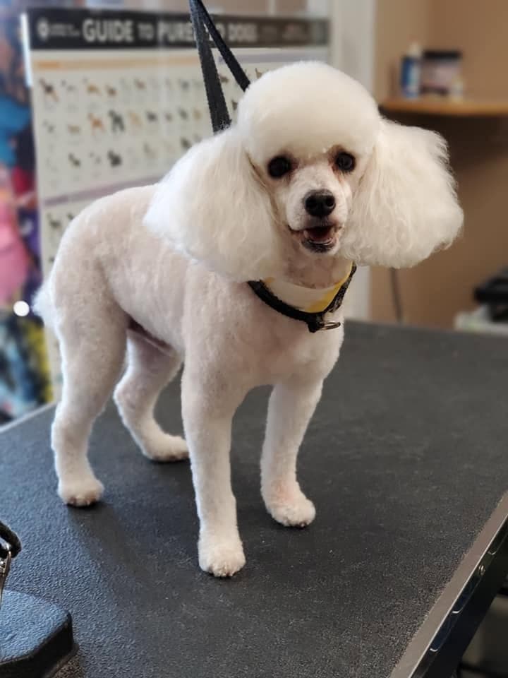 White toy poodle with a fresh show cut