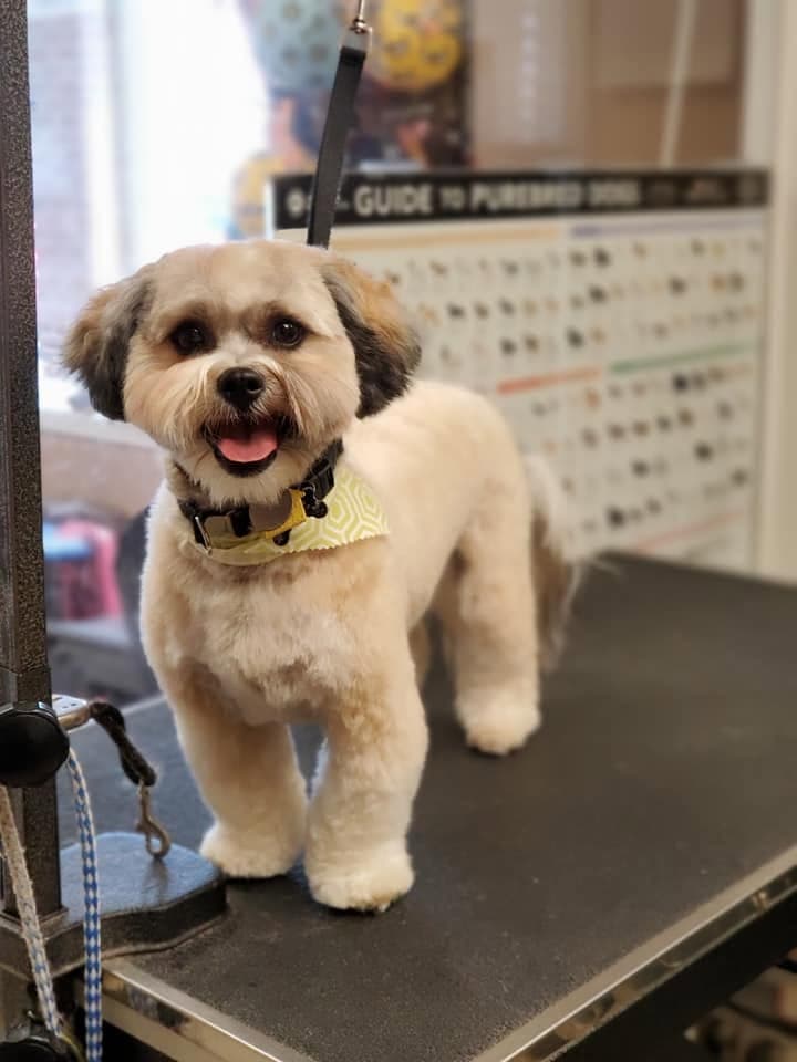 Small cream dog grinning in a fresh yellow bandana