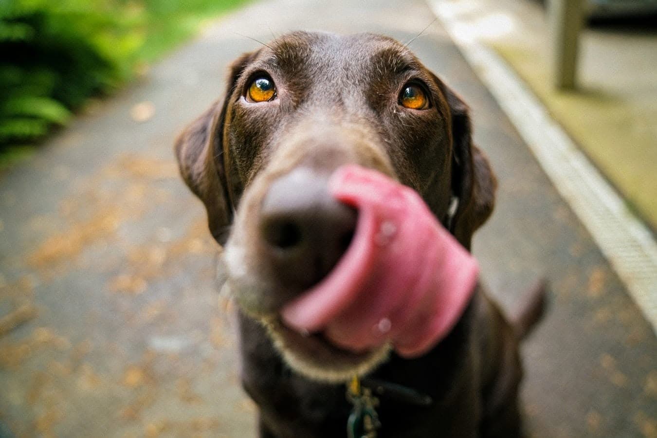 Chocolate brown dog mid-lick, nose first