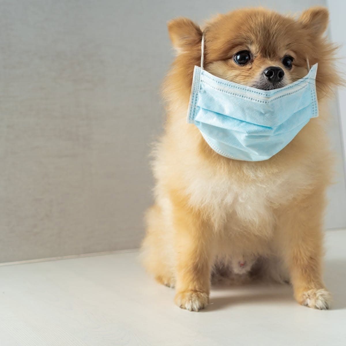 Pomeranian wearing a little face mask